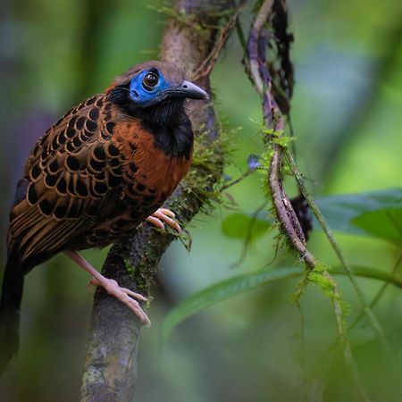 Serenity Rainforest Condos La Fortuna Εξωτερικό φωτογραφία