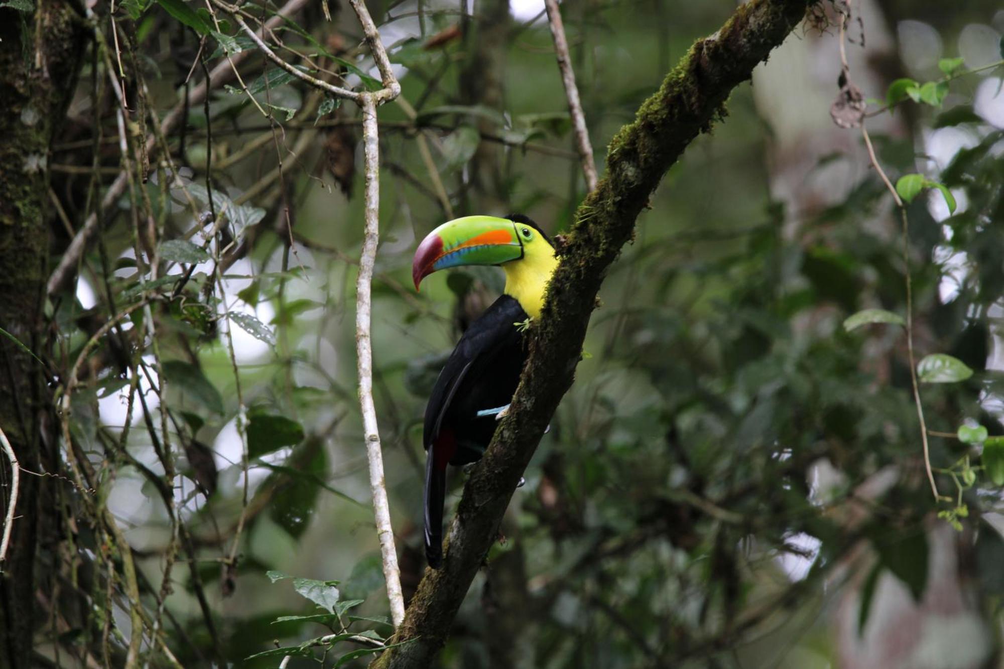 Serenity Rainforest Condos La Fortuna Εξωτερικό φωτογραφία